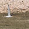 Little Tern